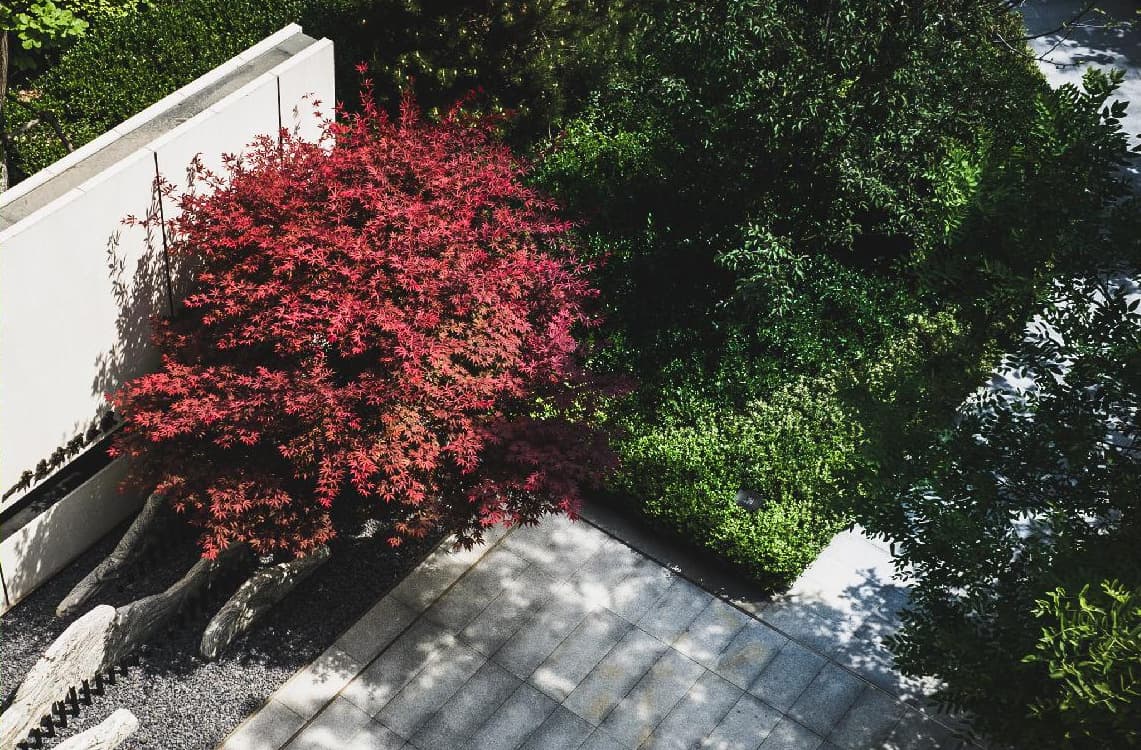 A red maple in the courtyard